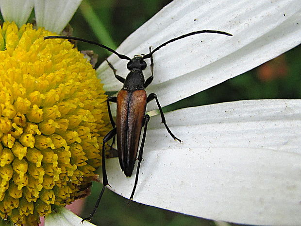 tesařík Stenurella melanura