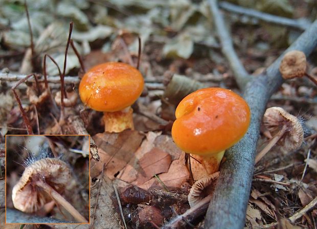 masliak smrekovcový a tŕnik Suillus grevillei a Spinellus sp.