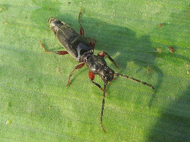 tesařík Tetropium sp.