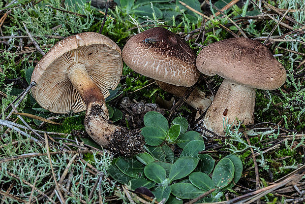 čírovka šupinkatá Tricholoma imbricatum (Fr.) P. Kumm.