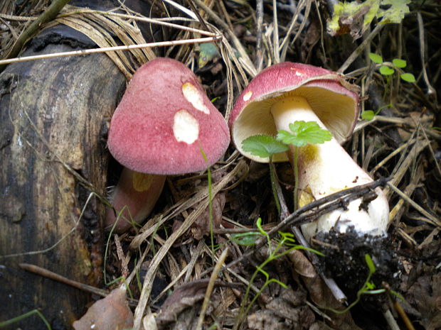 čírovec červenožltý Tricholomopsis rutilans (Schaeff.) Singer