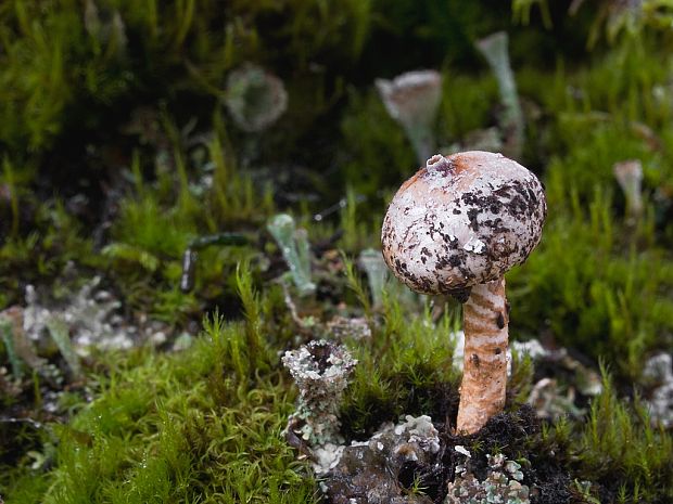 stopkovec zimný Tulostoma brumale Pers.