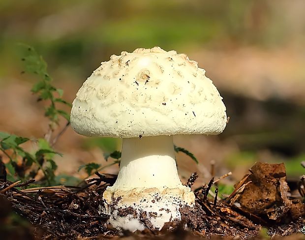 muchotrávka citrónovožltá Amanita citrina Pers.