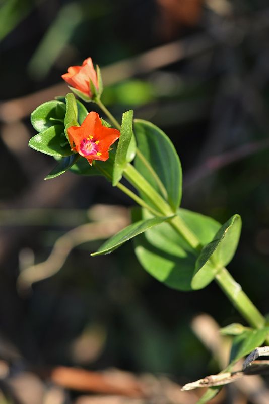 drchnička roľná Anagallis arvensis L.