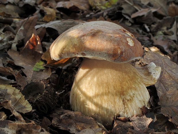 hríb bronzový Boletus aereus Bull. ex Fr.