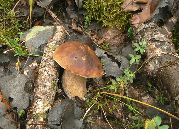 hríb smrekový Boletus edulis Bull.