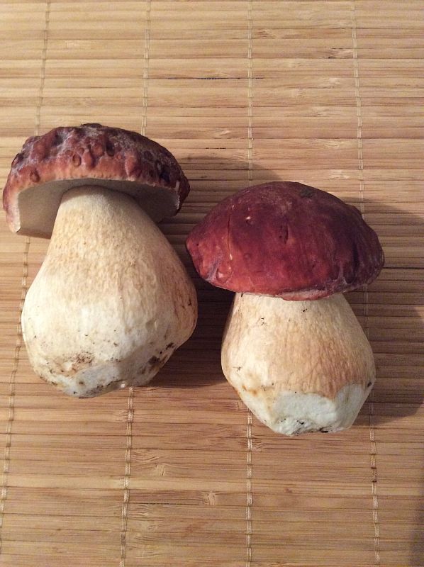 hríb Boletus sp.