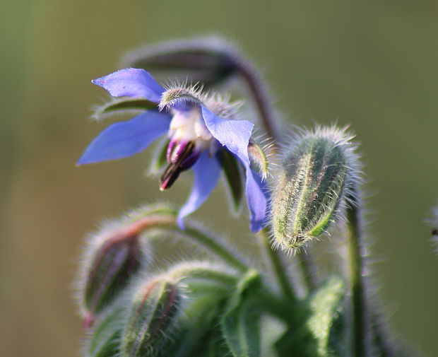 borák lekársky Borago officinalis L.