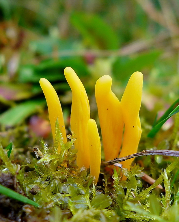 pakonárovka Clavulinopsis sp.