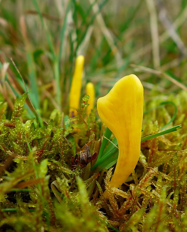 pakonárovka Clavulinopsis sp.