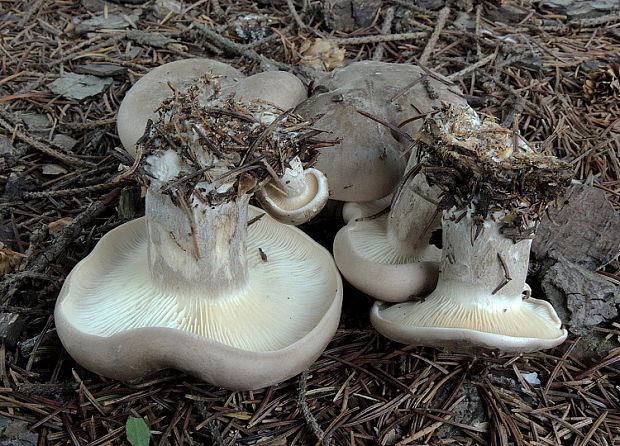 strmuľka inovaťová Clitocybe nebularis (Batsch) P. Kumm.