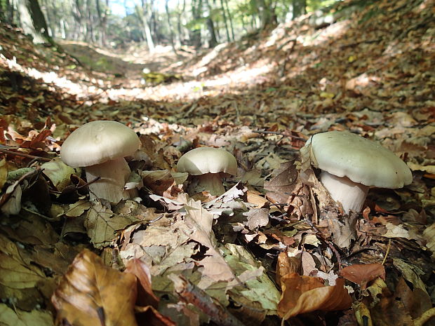 strmuľka inovaťová Clitocybe nebularis (Batsch) P. Kumm.