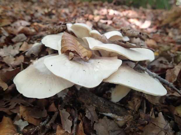 strmuľka inovaťová Clitocybe nebularis (Batsch) P. Kumm.