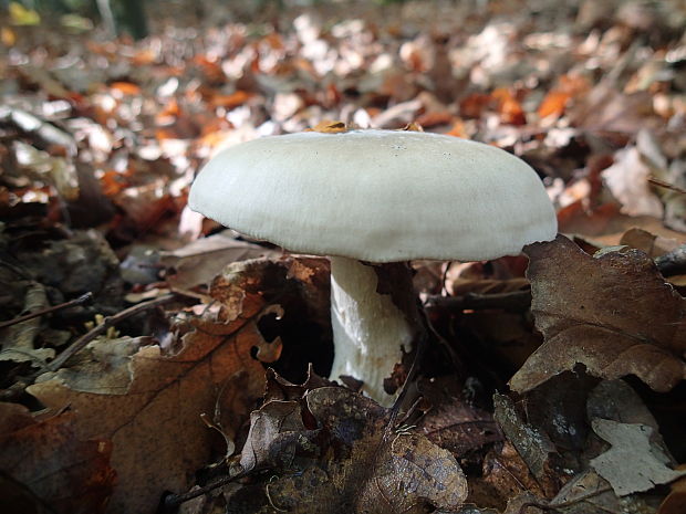 strmuľka inovaťová Clitocybe nebularis (Batsch) P. Kumm.