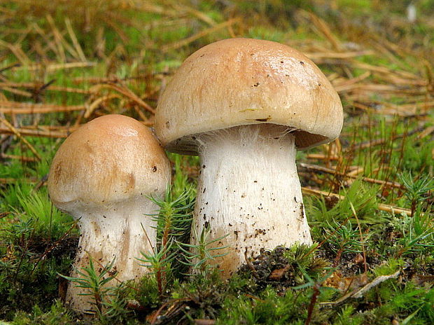 pavučinovec bielopásavý Cortinarius aff. laniger Fr.