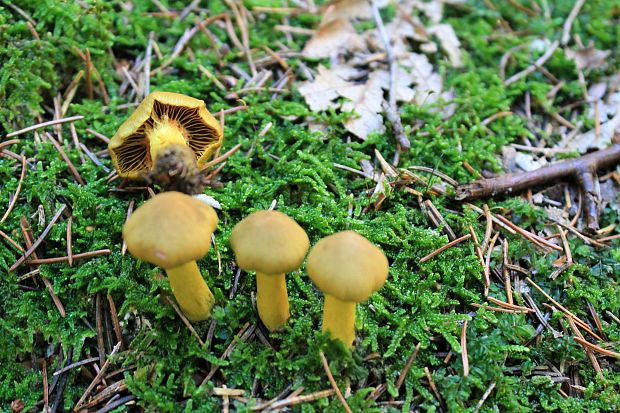 pavučinovec Cortinarius sp.