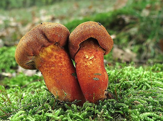 pavučinovec Cortinarius sp.