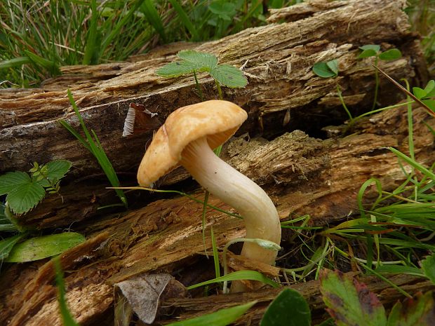 lúčnica statná Cuphophyllus pratensis (Fr.) Bon