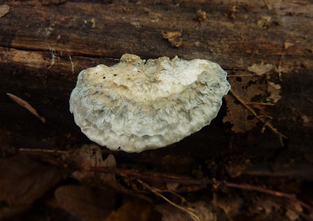 šťavnatec modrastý Cyanosporus caesius (Schrad.) McGinty