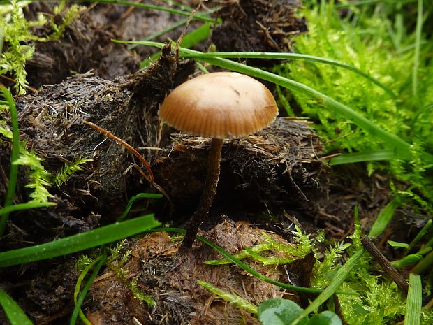 holohlavec výkalový Deconica coprophila (Bull.) P. Karst.