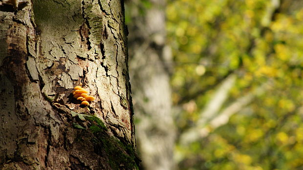 plamienka Flammulina sp.