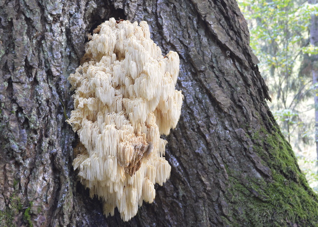 koralovec jedľový Hericium alpestre Pers.