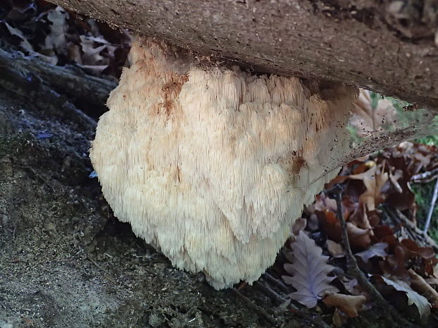 koralovec bukový Hericium coralloides (Scop.) Pers.