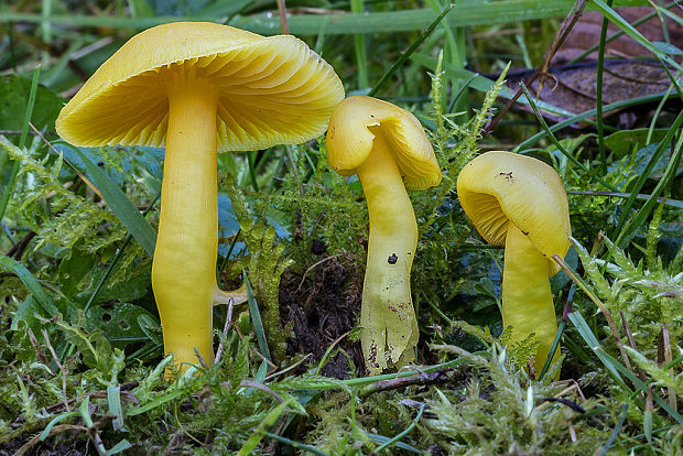 lúčnica páchnuca Hygrocybe quieta (Kühner) Singer