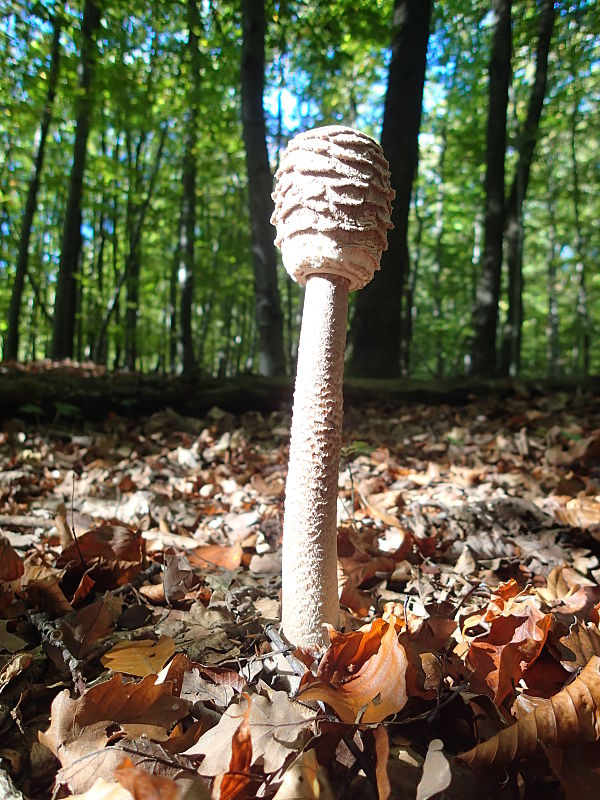 bedľa vysoká Macrolepiota procera (Scop.) Singer