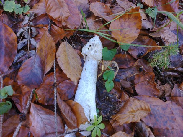 hadovka smradľavá Phallus impudicus L.