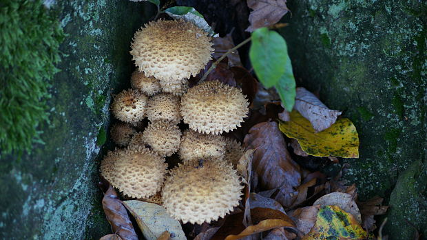 šupinovka Pholiota sp.