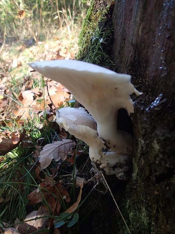 hliva dubová Pleurotus dryinus (Pers.) P. Kumm.