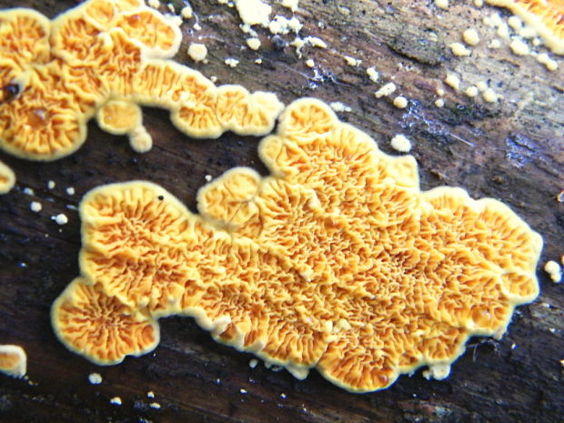 vrásnička zlatistá Pseudomerulius aureus (Fr.) Jülich