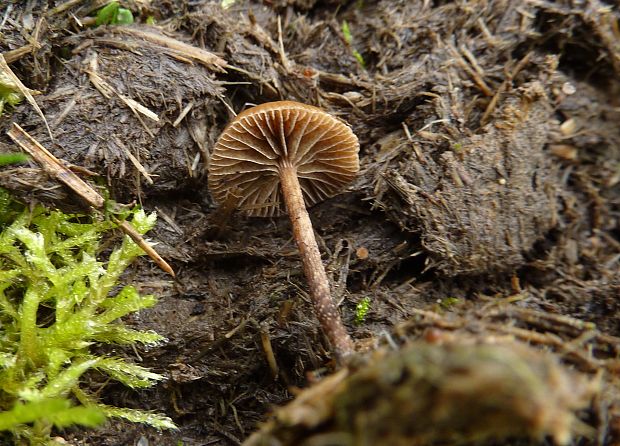 holohlavec výkalový Psilocybe coprophila? (Bull.) P. Kumm.