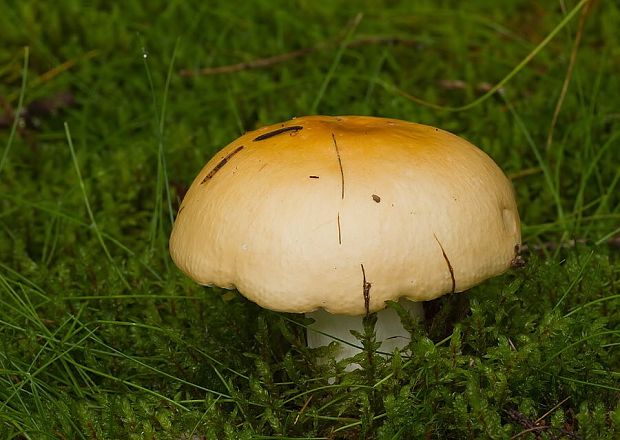 plávka odfarbená Russula decolorans (Fr.) Fr.