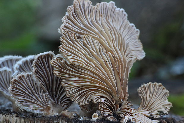 klanolupeňovka obyčajná Schizophyllum commune Fr.