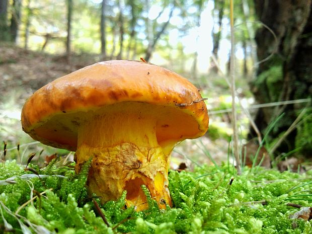 masliak smrekovcový Suillus grevillei (Klotzsch) Singer