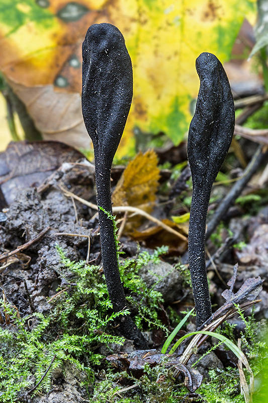 pajazýček chlpatý Trichoglossum hirsutum (Pers.) Boud.