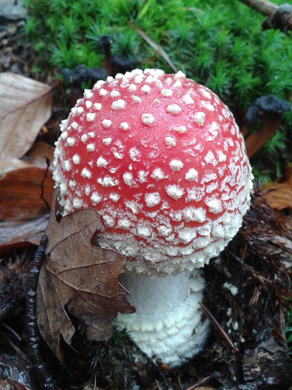 muchotrávka červená Amanita muscaria (L.) Lam.