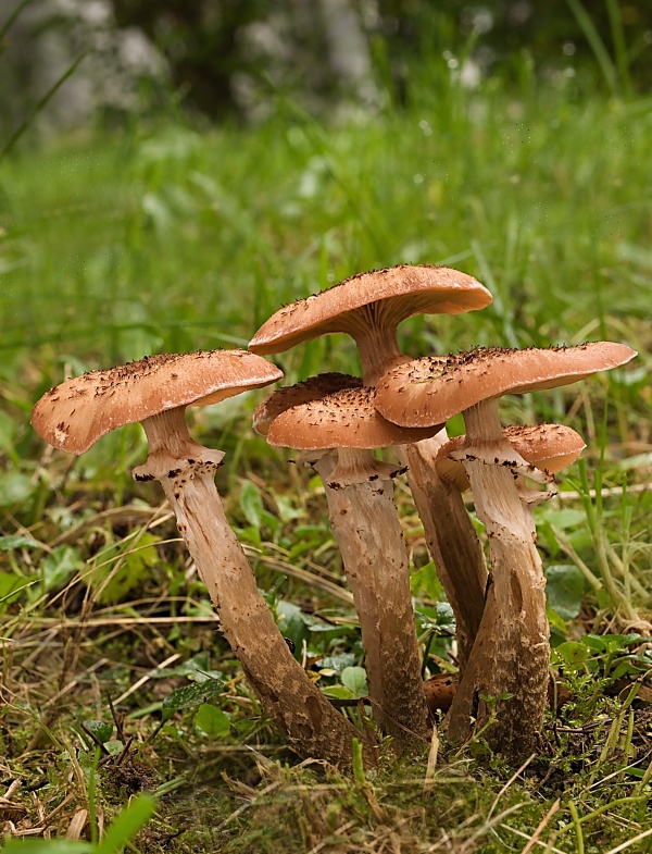 podpňovka tmavá Armillaria ostoyae (Romagn.) Herink