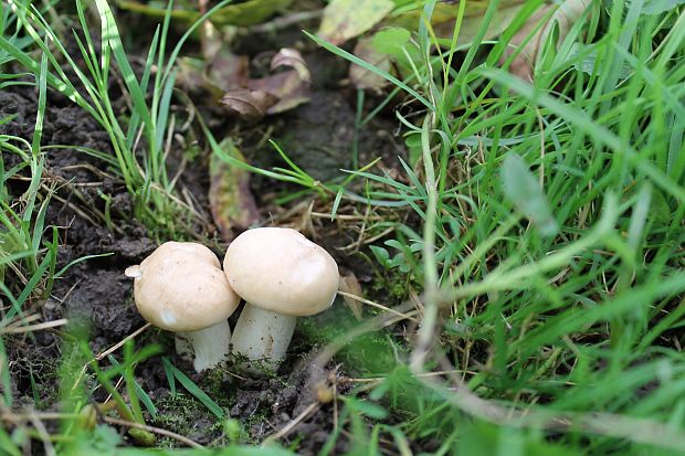 čírovnica májová Calocybe gambosa (Fr.) Donk