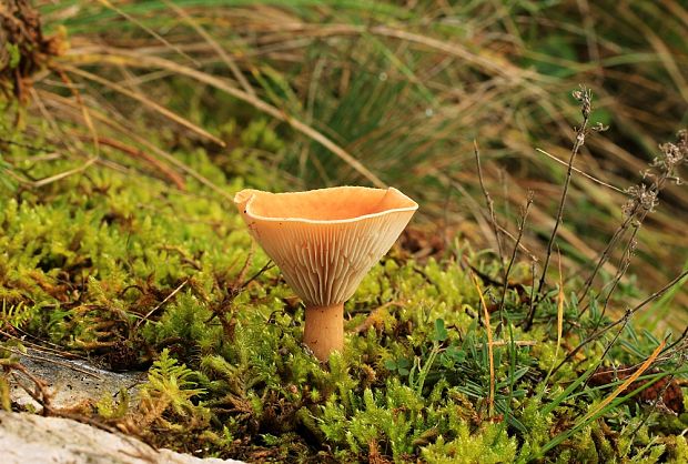 strmuľka lievikovitá Clitocybe gibba (Pers.) P. Kumm.