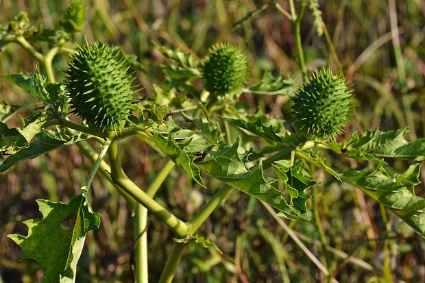 durman obyčajný Datura stramonium L.