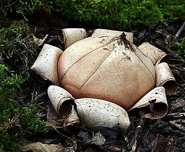 hviezdovka vlasatá Geastrum melanocephalum (Czern.) V.J. Staněk