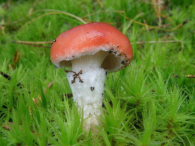 sliziak ružový Gomphidius roseus (Fr.) Oudem.