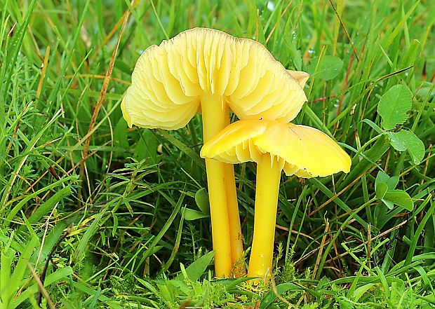 lúčnica citrónovožltá Hygrocybe chlorophana (Fr.) Wünsche