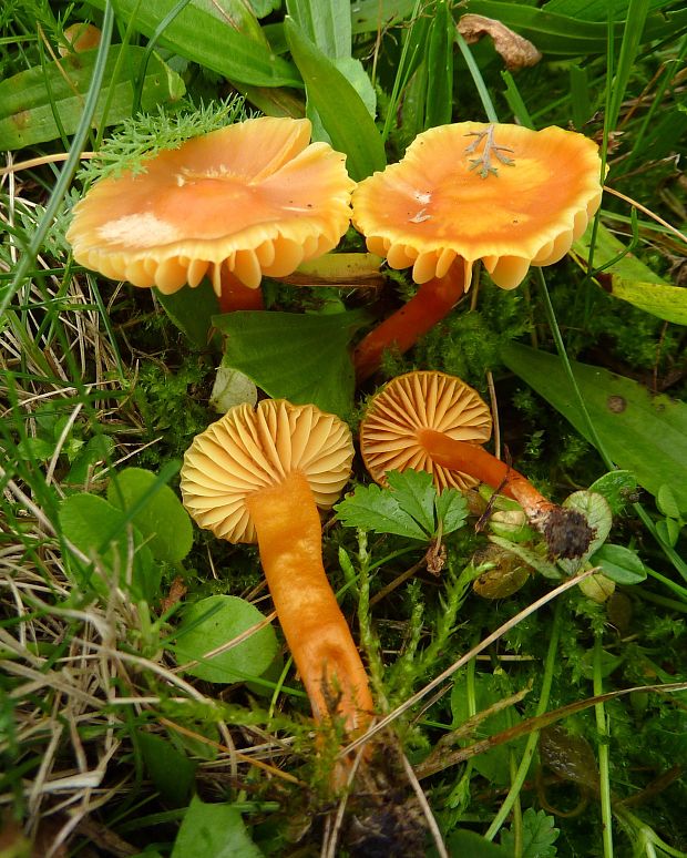 lúčnica horká Hygrocybe mucronella (Fr.) P. Karst.