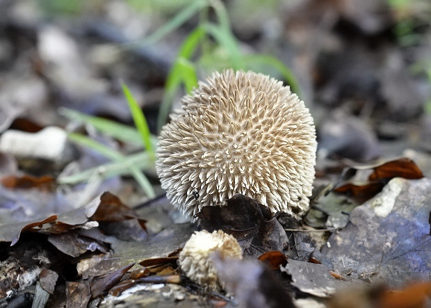 prášnica pichliačová Lycoperdon echinatum Pers.