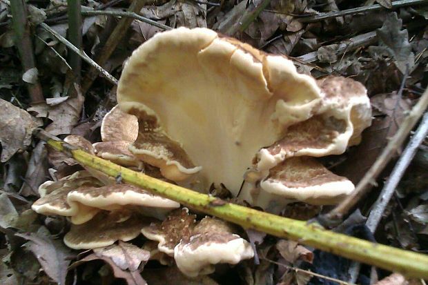 vejárovec obrovský Meripilus giganteus (Pers.) P. Karst.