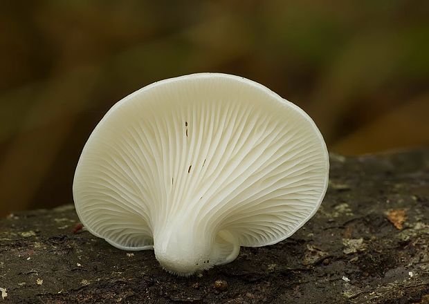 hliva buková Pleurotus pulmonarius (Fr.) Quél.